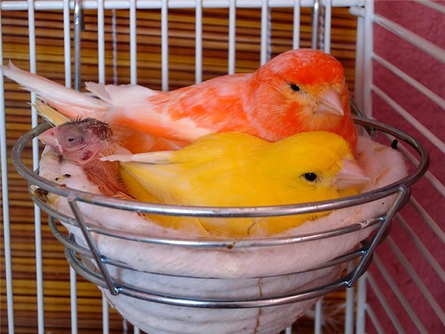 Содержание канареек и уход за ними в Любиме
