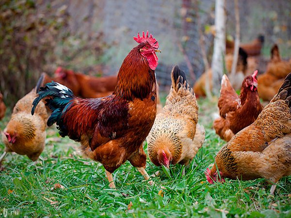 Породы куриц | ЗооТом - продажа, вязка и услуги для животных в Любиме