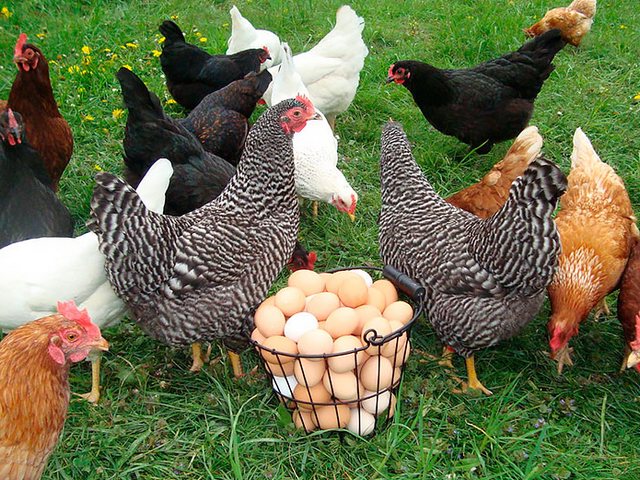 Содержание кур и уход за ними | ЗооТом - продажа, вязка и услуги для животных в Любиме