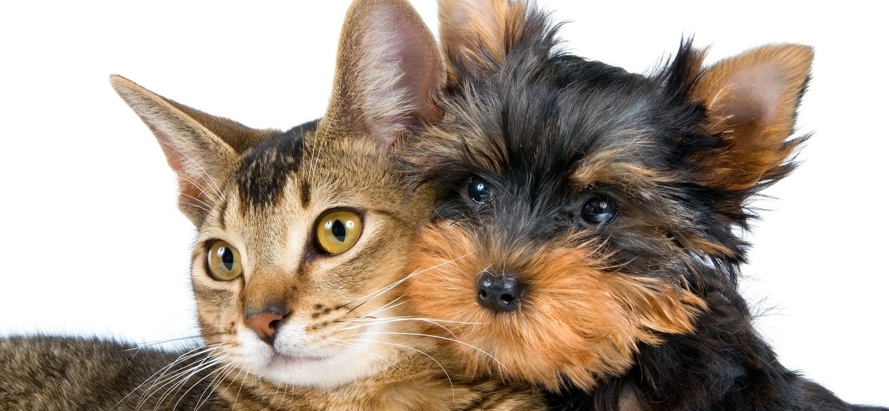 Доска объявлений о животных | ЗооТом - продажа, вязка и услуги для животных в Любиме