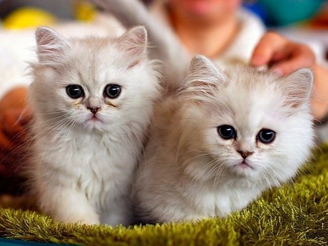 Породы кошек в Любиме | ЗооТом портал о животных