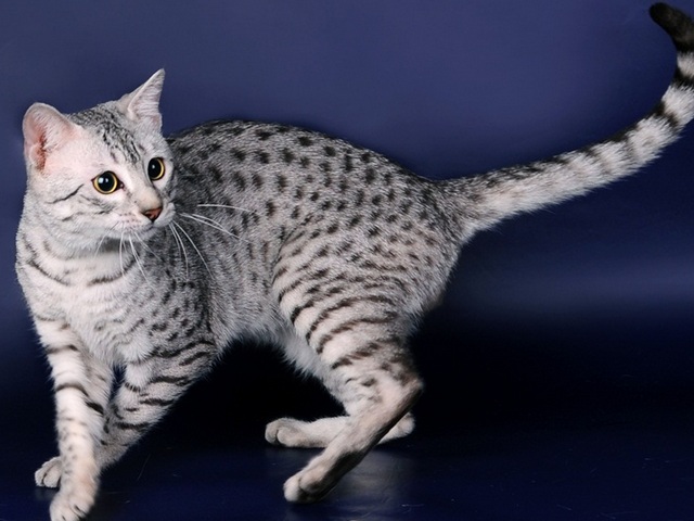 Породы кошек в Любиме | ЗооТом портал о животных