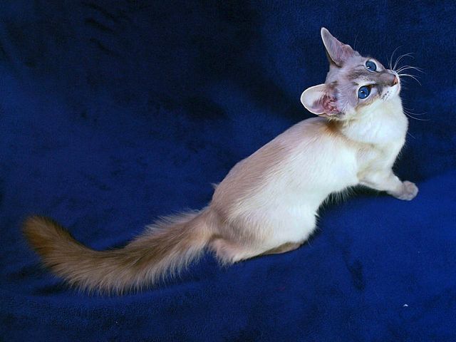 Выведенные породы кошек в Любиме | ЗооТом портал о животных