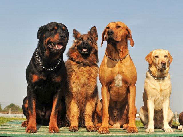 Крупные породы собак в Любиме | ЗооТом портал о животных