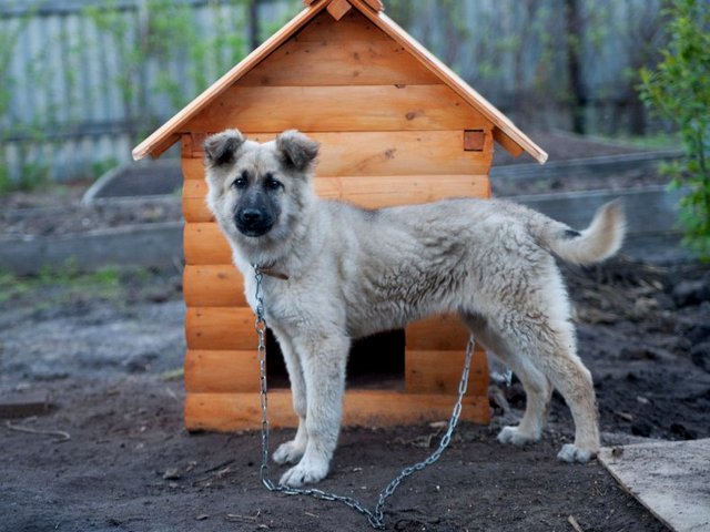 Все о собаках в Любиме